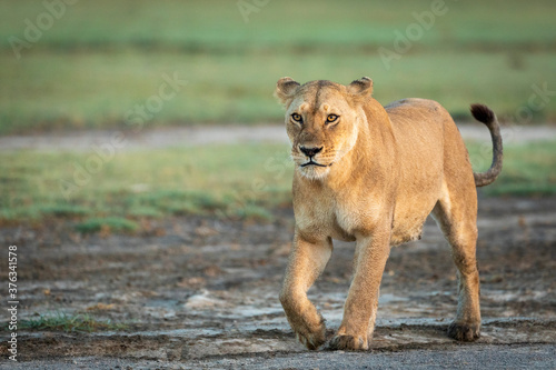 Lioness walking in muddy road in Ndutu in Tanzania