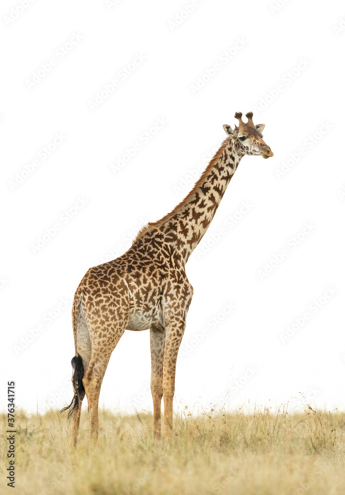 Obraz premium Vertical portrait of a female giraffe standing in dry grass isolated on white in Masai Mara in Kenya