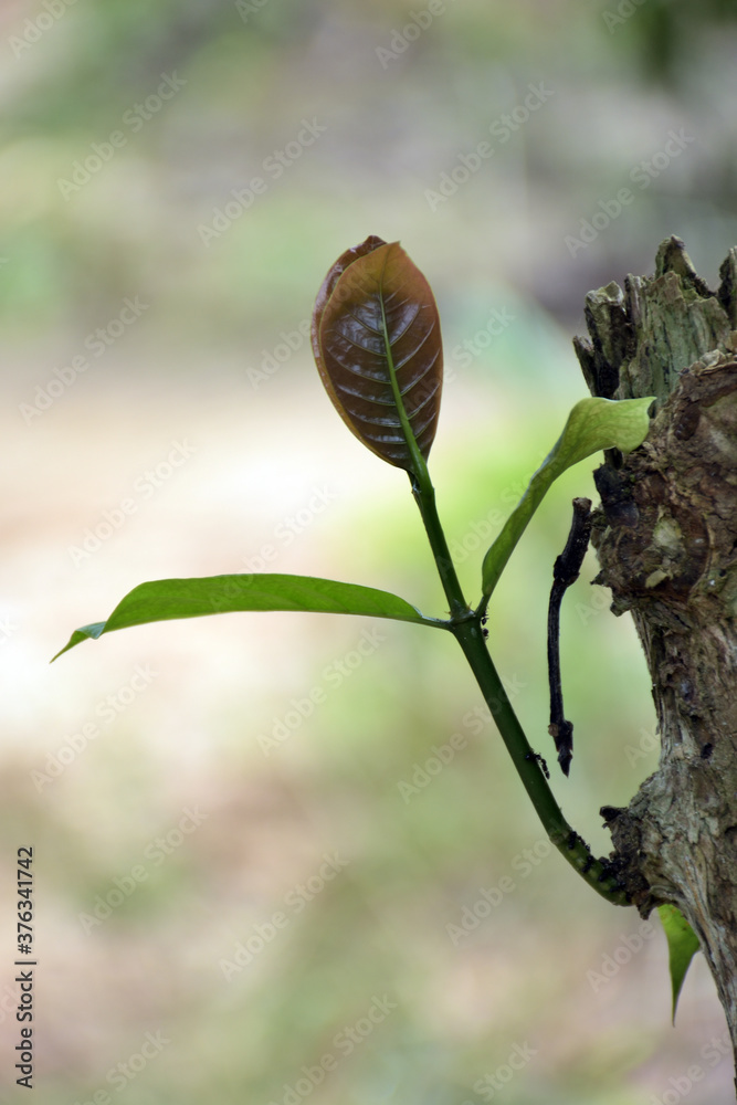 Fototapeta premium shoots and branch