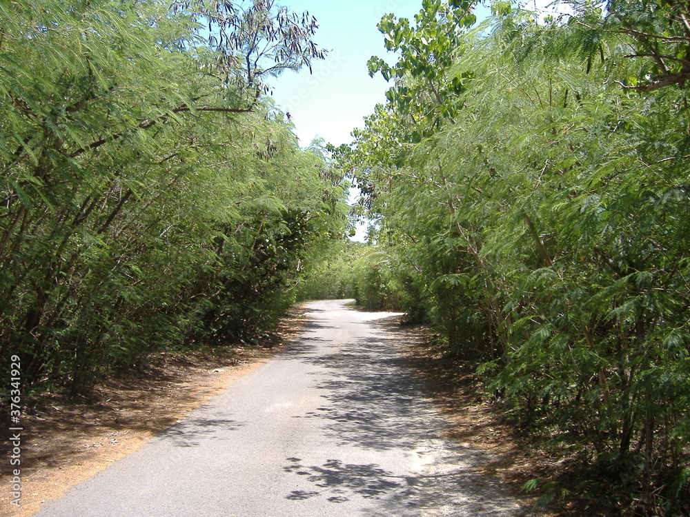Fototapeta premium Beach and forest