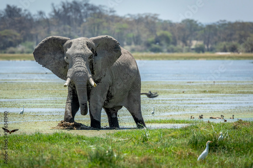Photography Adult bull elephant wading through wet plains of Amboseli in Kenya
