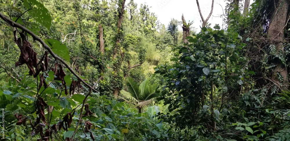 Fototapeta premium Forest in Puerto Rico