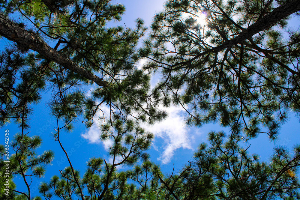 sky and trees