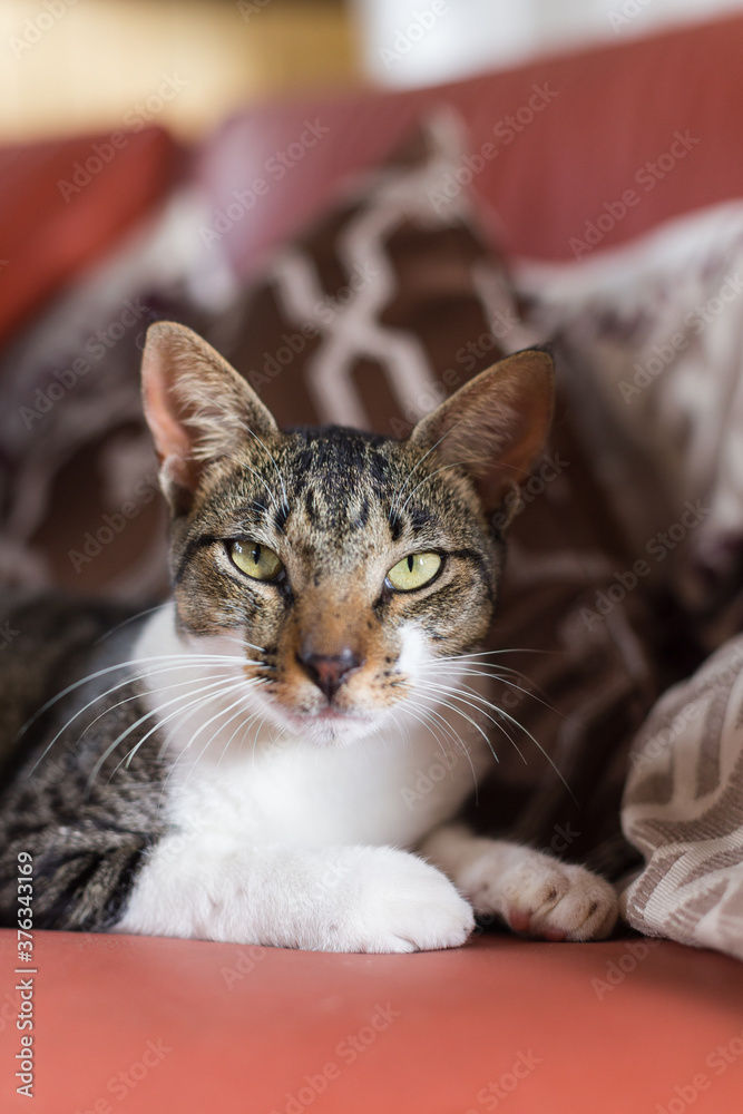 cat lying on the  couch