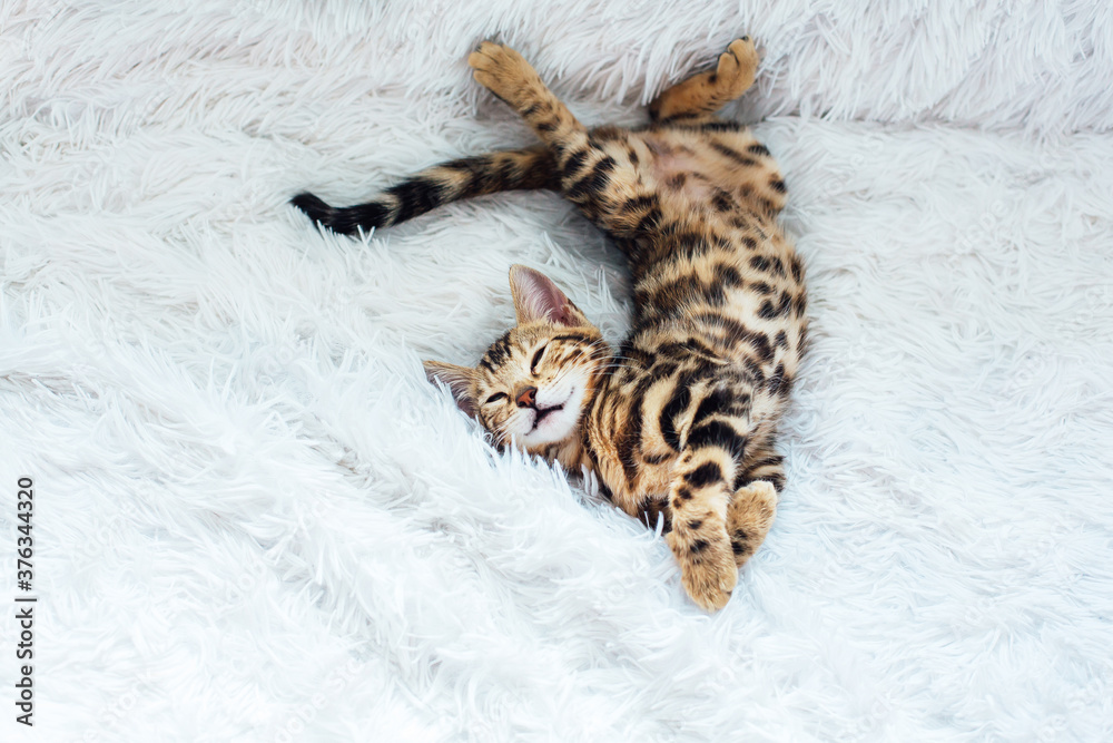 Little Bengal kitty laying on the white background.