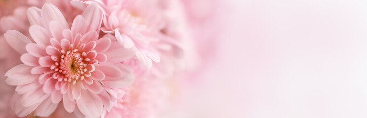 Closeup of beautiful nature pink flower with white background and copy space using as background natural plants landscape, ecology cover page concept.