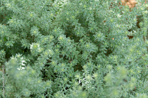 植物　ガーデニング　オージープランツ photo