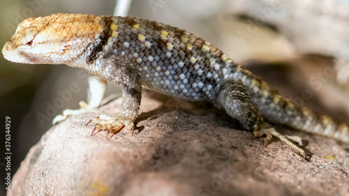 Desert Spiny Lizard at Zion National Park