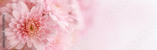Closeup of beautiful nature pink flower with white background and copy space using as background natural plants landscape, ecology cover page concept.
