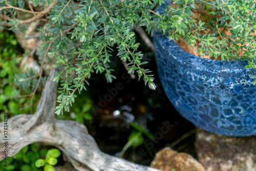 植物 ガーデニング オージープランツ