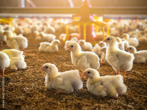 Small chicken in the farm photo