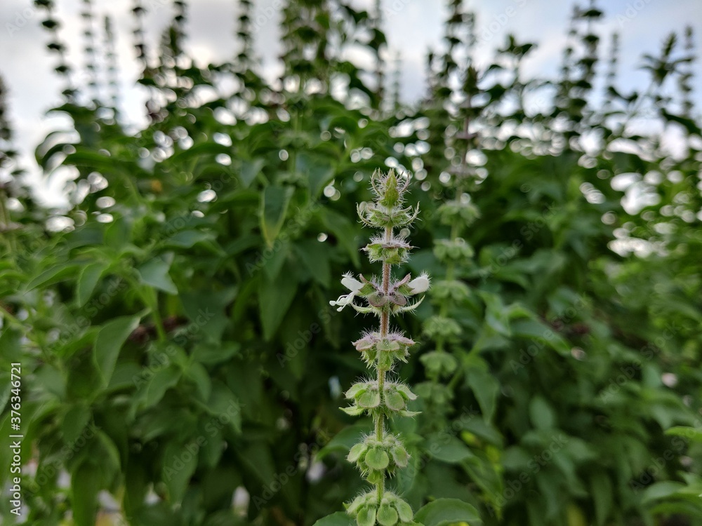 close up of rosemary