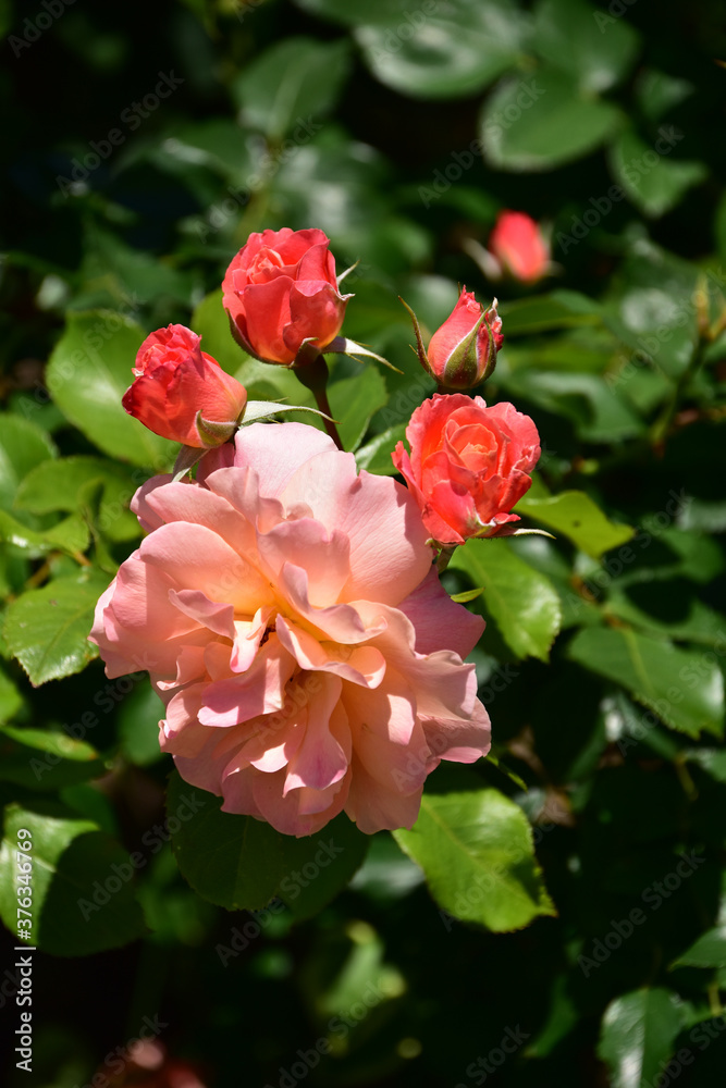 オレンジ色のバラの花と蕾 オレンジ色のバラの花と蕾