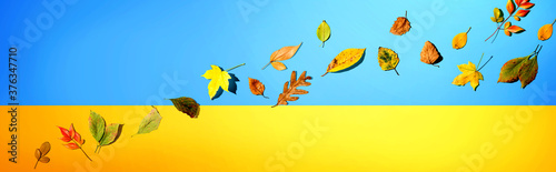 Colorful autumn leaves overhead view - flat lay