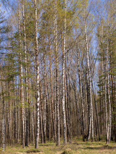 Wallpaper Mural spring sunny landscape Torontodigital.ca
