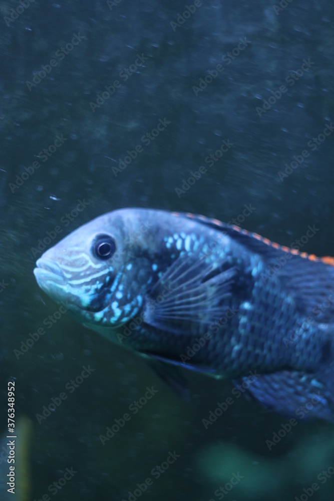 Blue fish in the aquarium Blue fish in the aquarium