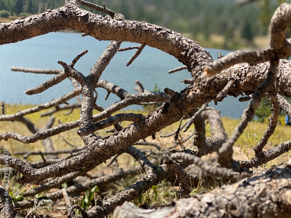 dead tree trunk