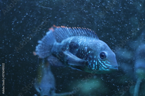 Blue fish in the aquarium