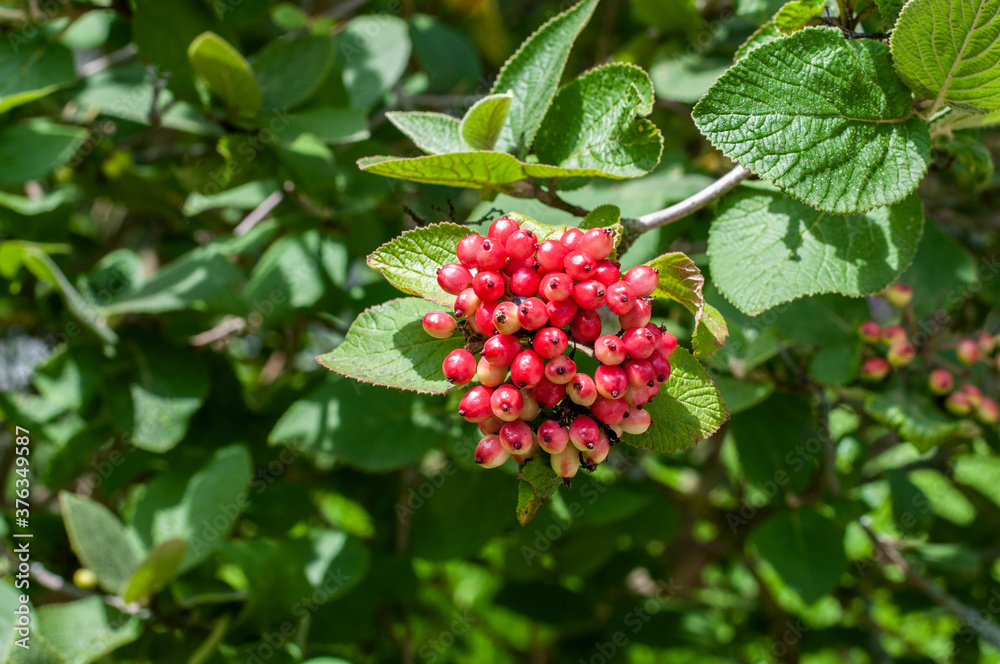 Obraz premium a cluster of red berries of a wayfarer tree