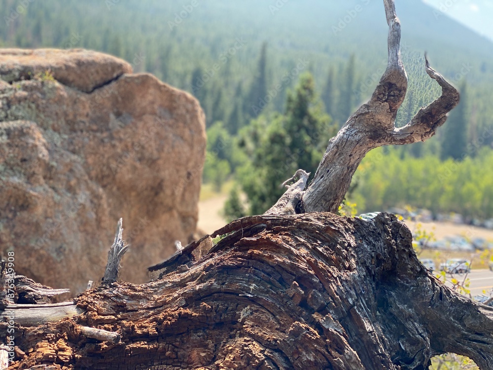 Fototapeta premium dead tree stump