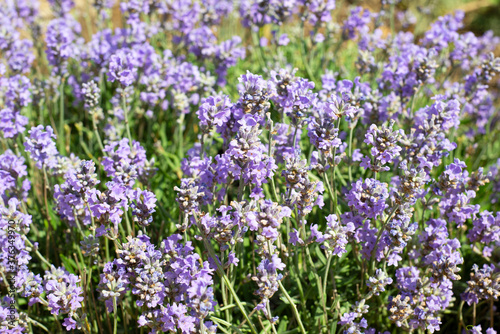 Natural blurred background from lavender flowers. © LKoroleva