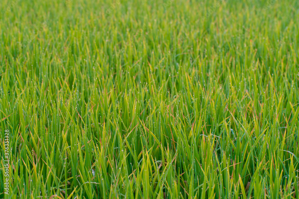 Green paddy rice field with dew drop morning scene