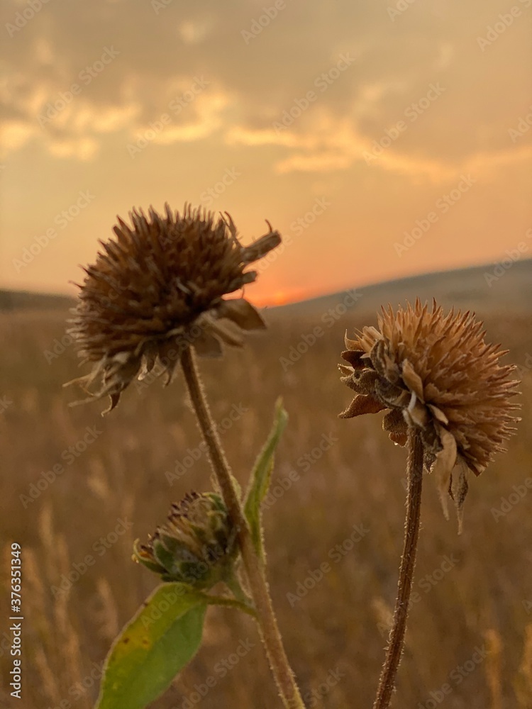 thistle in the sunset