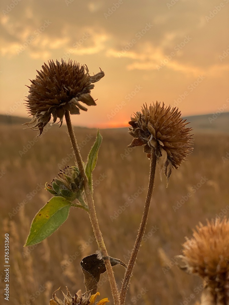 thistle in sunset
