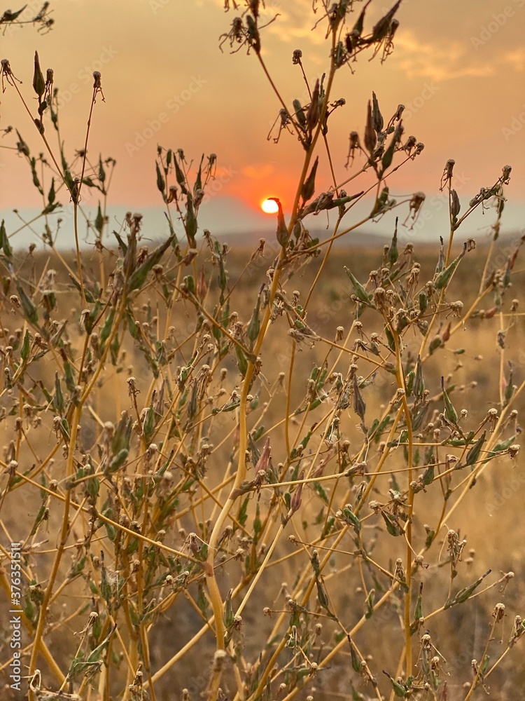Obraz premium sunset in the desert