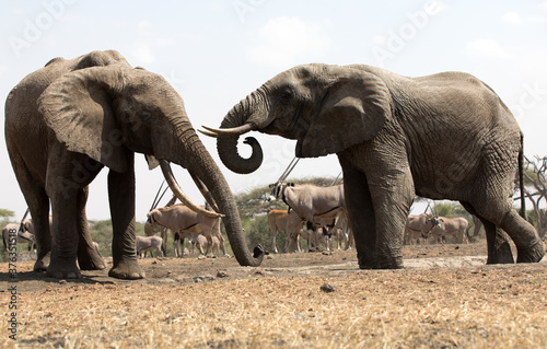 A close up of a two large Elephants  Loxodonta africana  in Kenya. 