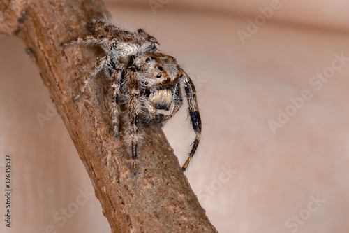 Male Jumping Spider of the Genus Metaphidippus photo