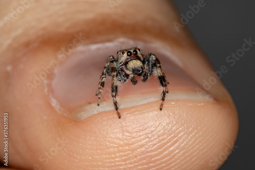 Male Jumping Spider of the Genus Metaphidippus photo