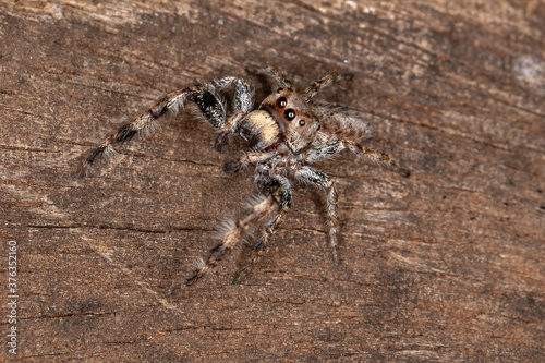 Male Jumping Spider of the Genus Metaphidippus photo