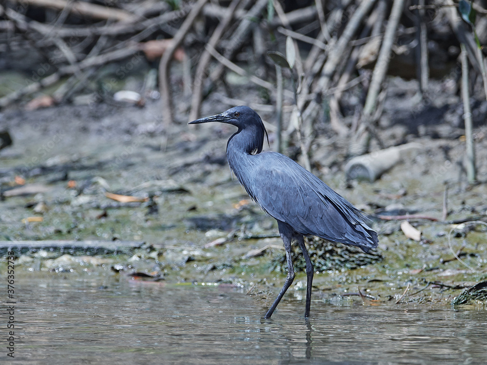 Fototapeta premium Black heron (Egretta ardesiaca)