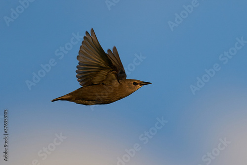 Foto Common starling (Sturnus vulgaris) juvenile