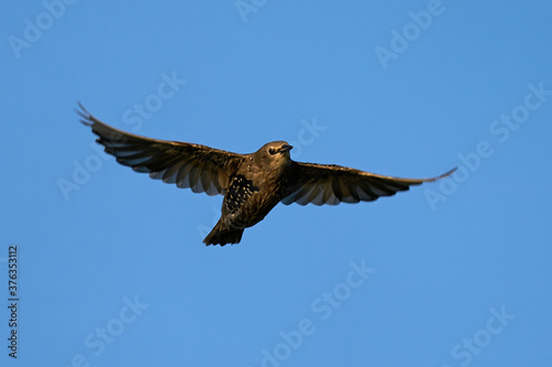 Foto Common starling (Sturnus vulgaris) juvenile