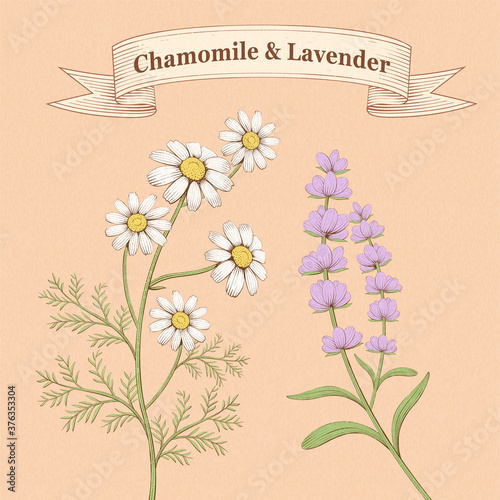 Engraving chamomile and lavender