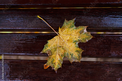Fallen maple leaf in the rain on a wet bench close-up.