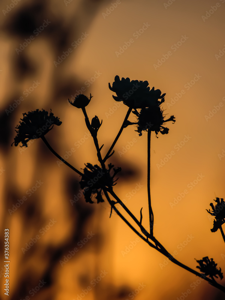 Silhouette of a plant at sunrise