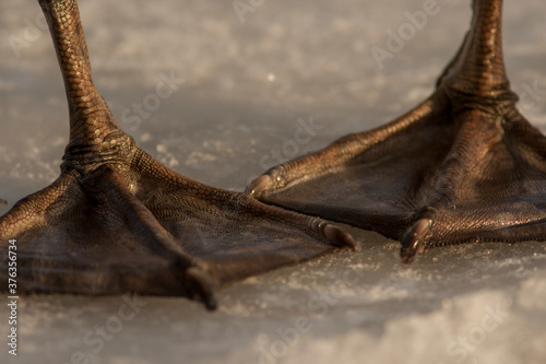 Swan legs on icy ground on a cold winter day