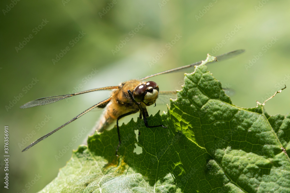 The four-spotted chaser (Libellula quadrimaculata) resting on a leaf of butterbur (Petasites hybridus) The four-spotted chaser (Libellula quadrimaculata) resting on a leaf of butterbur (Petasites hybridus)