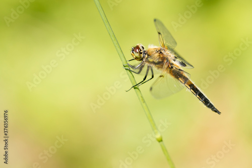 Beautiful dragonfly, the four-spotted chaser (Libellula quadrimaculata) resting on a straw on a sunny summer day © Kersti Lindström