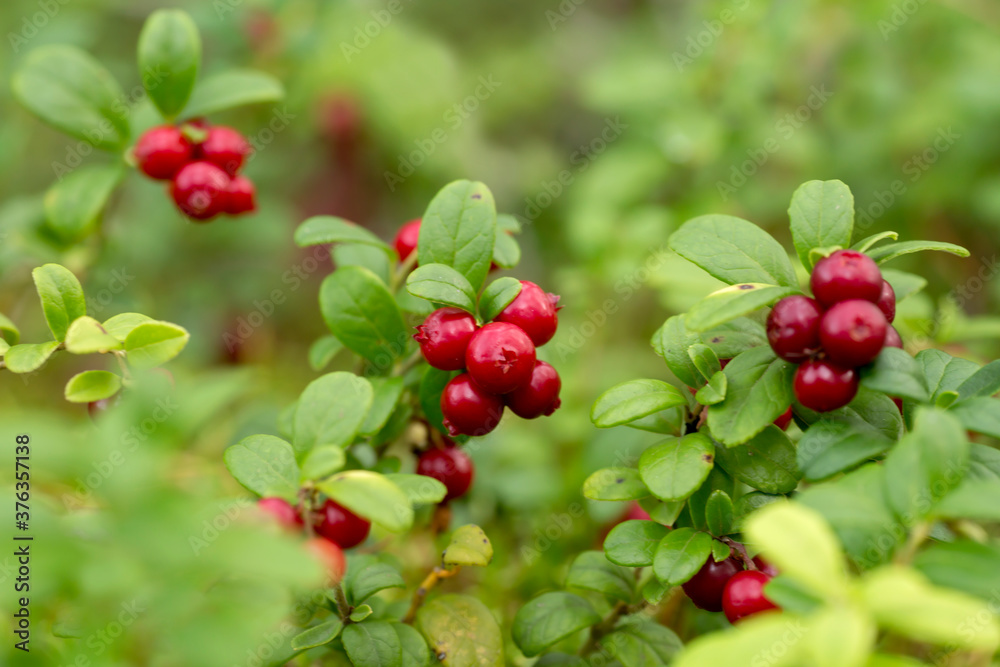 Delicious ripe lingonberries (Vaccinium vitis-idaea) waiting for picking in Estonian wilderness Delicious ripe lingonberries (Vaccinium vitis-idaea) waiting for picking in Estonian wilderness