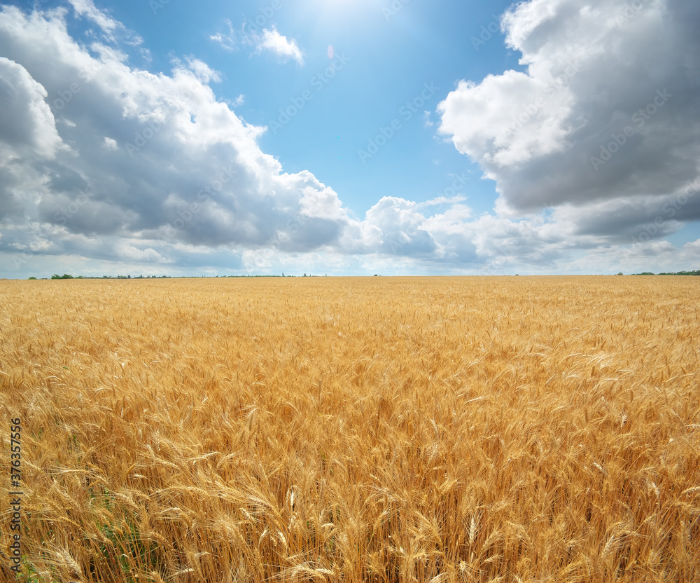 Nature landscape of wheat neadow