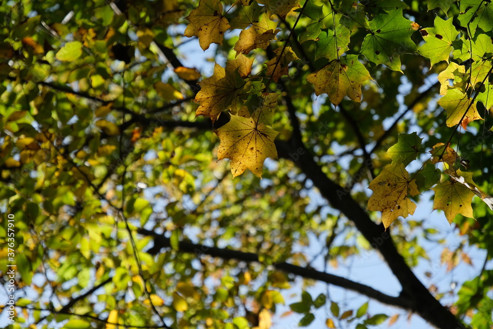 深まる秋、山の紅葉。autumn season in a mountain area, Japan 深まる秋、山の紅葉。autumn season in a mountain area, Japan