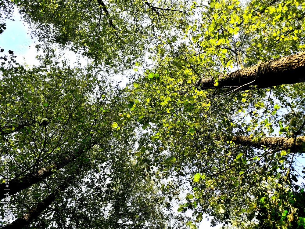 Fototapeta premium tree in the garden