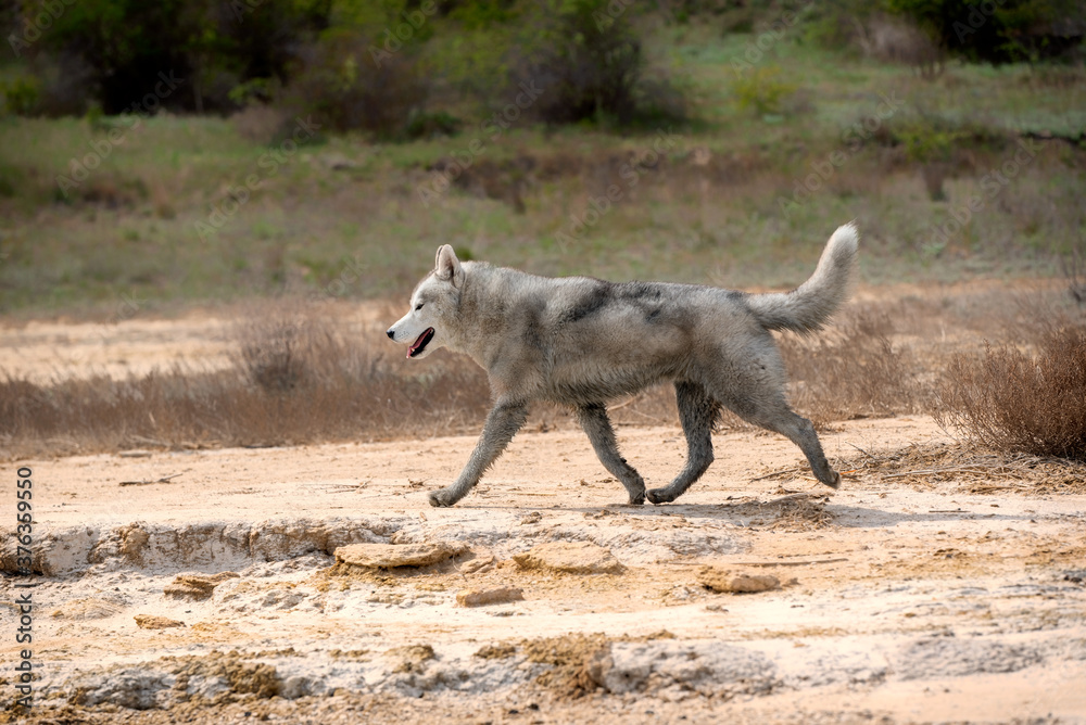 Obraz premium A Siberian Husky male is rinning in the desert. The dog has very dirty wet grey and white colored fur. The surface is brown sand, clay. Some dried plants and greenery at background.