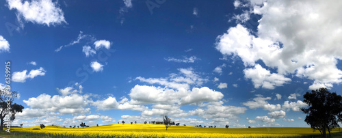 Beautiful panorama view of yellow canola fields on spring at Cowra nsw. photo