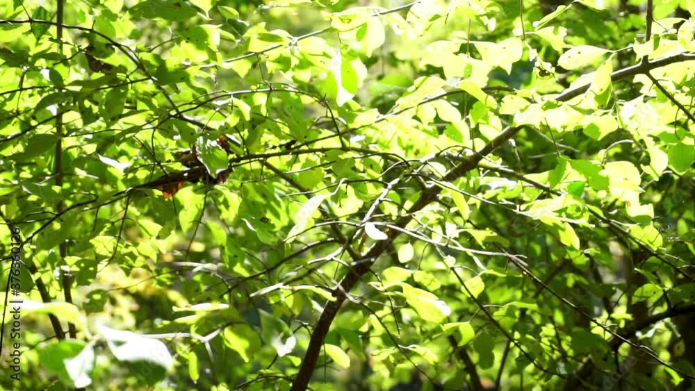 Spider webs and dappled sunlight shimmers through forest undergrowth and shrubs. Spider webs and dappled sunlight shimmers through forest undergrowth and shrubs.