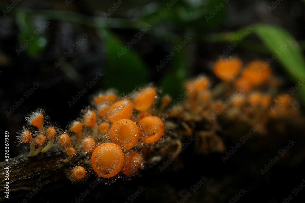 Cookeina tricholoma (phylum Ascomycota) growing in rainforest, Thailand.